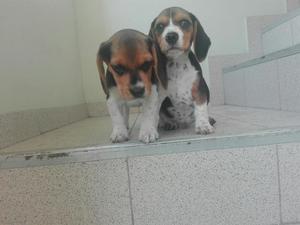 Cachorros Beagle