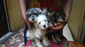 Cachorros Schnauzer Míni Toy