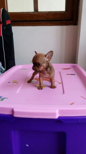 Chihuahuas Toys Full Pedigri Kcp