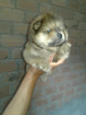 Chowchow