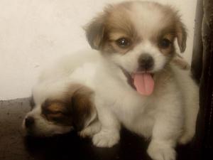 PEKINES CON SHIH TZU