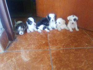 Se Vende Cachorritos Shipzu