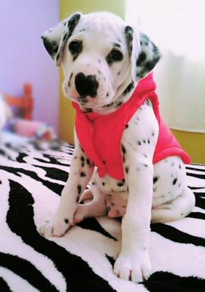 Vendo Dalmata a Solo 200 Soles