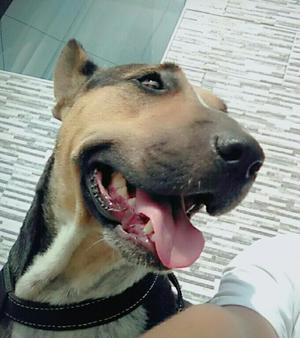 Algun Servicio de Monta Bull Terrier?
