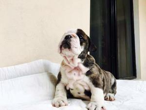 Atrigraditas Bulldog Ingles