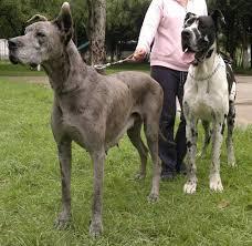 BIEN LINDOS CACHORRITOS GRAN DANES CACHORRITOS