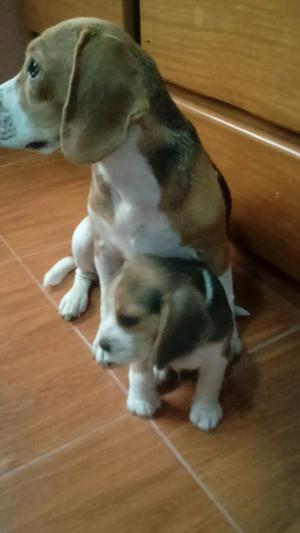 Beagle Macho de 6 Semanas
