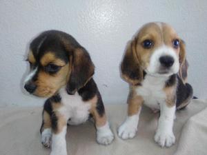 Beagle Tricolor Cachorros