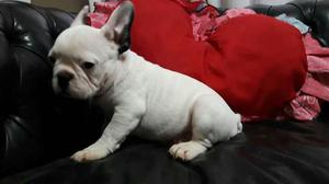 Blancas Bulldog Frances Baquillas