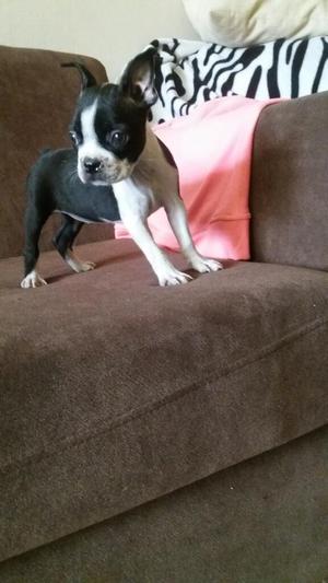 Boston Terrier Hembra