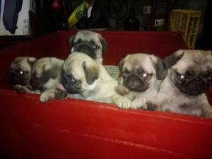 Buen Pug Carlino Bellos