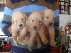 CACHORROS GOLDEN RETRIEVER