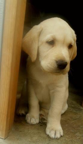 CACHORROS LABRADORES A1 MES Y MEDIO DE NACIDOS