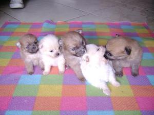 CACHORROS POMERANIA VENDO