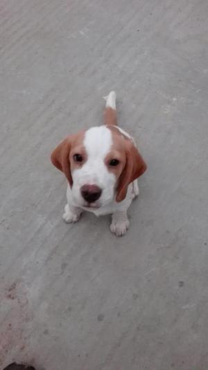 Cachorrito Beagle
