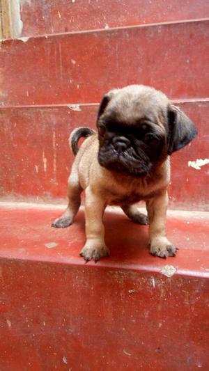 Cachorrito Pug