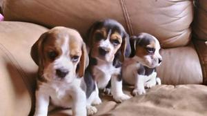 Cachorritos Beagles Tricolores