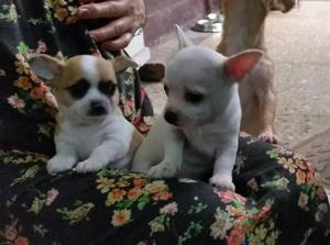 Cachorritos Chihuahua en Chiclayo