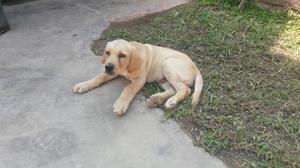 Cachorro Labrador de 4 Meses