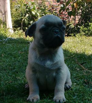 Cachorro Pug