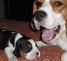 Cachorros Beagle