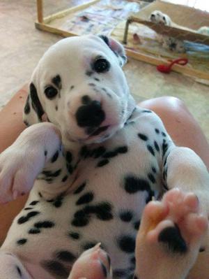 Cachorros Dalmata