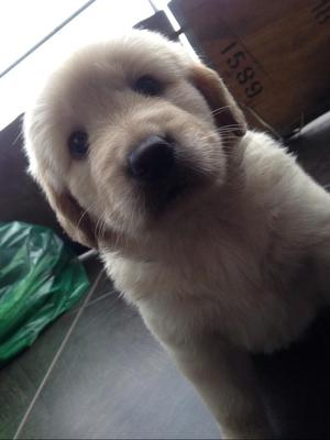 Cachorros Golden Retriever