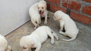 Cachorros Labrador Autenticos