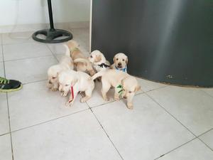 Cachorros Labradores Vacunados