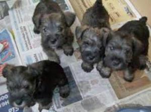 Cachorros Schnauzer