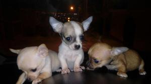 Chihuahua. Lindos Cachorritos Super Toy