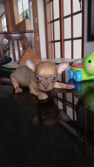 Chihuahua Mini Toy Hembra