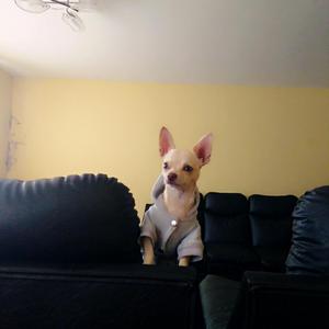 Chihuahua para Monta