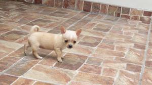 Chihuahuas Mini Toy