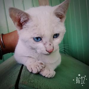 Gatitos Adopción,no Persa,perocariñosos