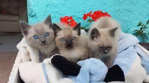 HERMOSOS Y FINOS GATITOS SIAMES DE RAZA