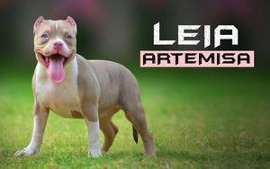 Hembra American Bully