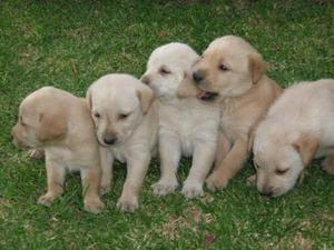 LABRADOR CACHORROS DE RAZA