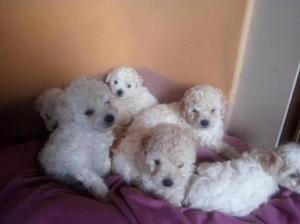 LINDOS CACHORROS BICHON FRISE