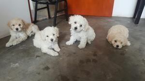 LINDOS Y TIERNOS CACHORROS POODLES