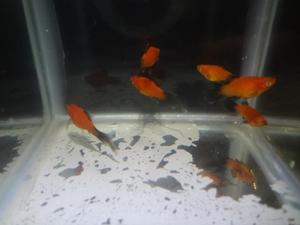 Peces Platys Wagtail, Cola Lanza A S/2.5