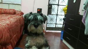 Perritos Schnauser,