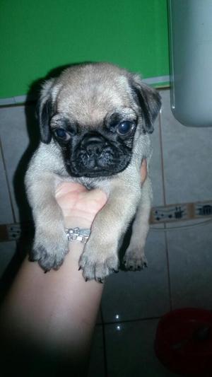 Pug Carlino Hembra