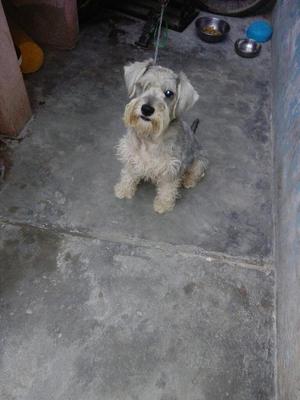 Schnauzer para Monta