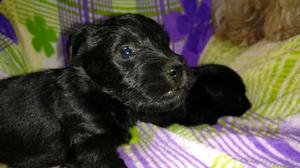 Scottish Terrier Cachorros Color Negro