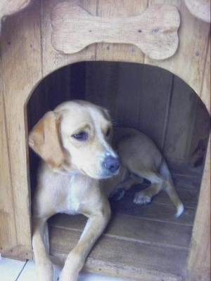 Se Da en Adopcion Labrador