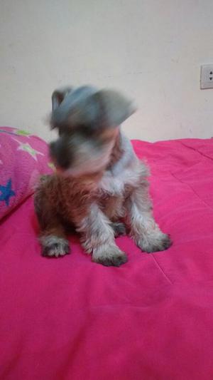 Se Vende Mascota Snauzer Color Plateado