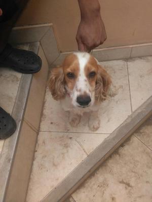 Se Venden Cachorros Coker Spaniel
