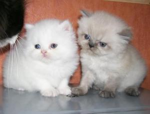 Se vende gato persa bebe
