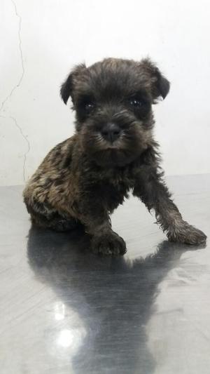 Vendo Cachorros Schnauzer